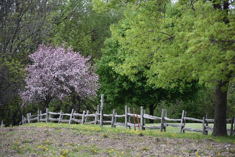 Un pommier au jardin au printemps