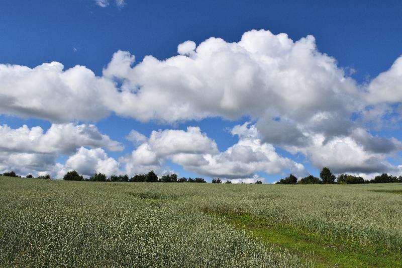 Un champ d'avoine sous un ciel bleu