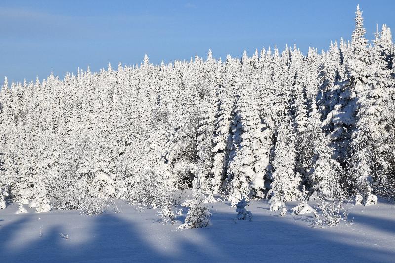 Une forêt givrée après la tempête