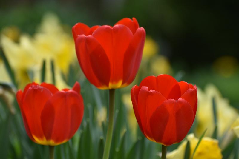 Les premières tulipes au jardin