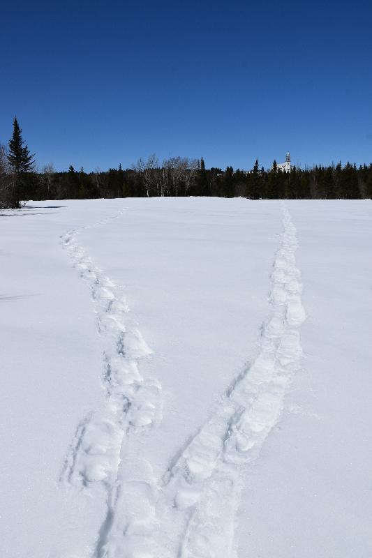 Des traces de raquettes dans un champ