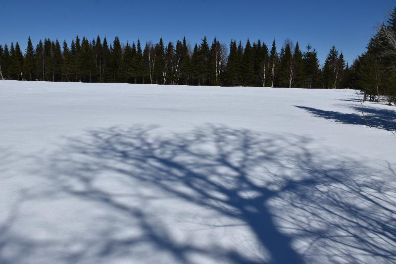 Un ombre dans un champ en hiver