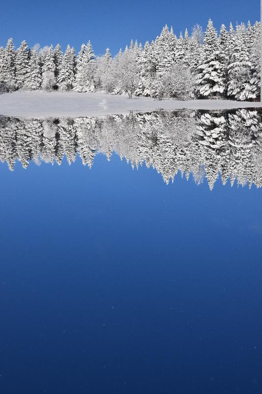 Une forêt enneigée après la tempête