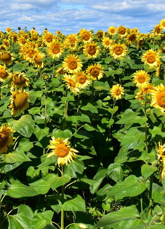 Un champ de fleurs de tournesols en fleur