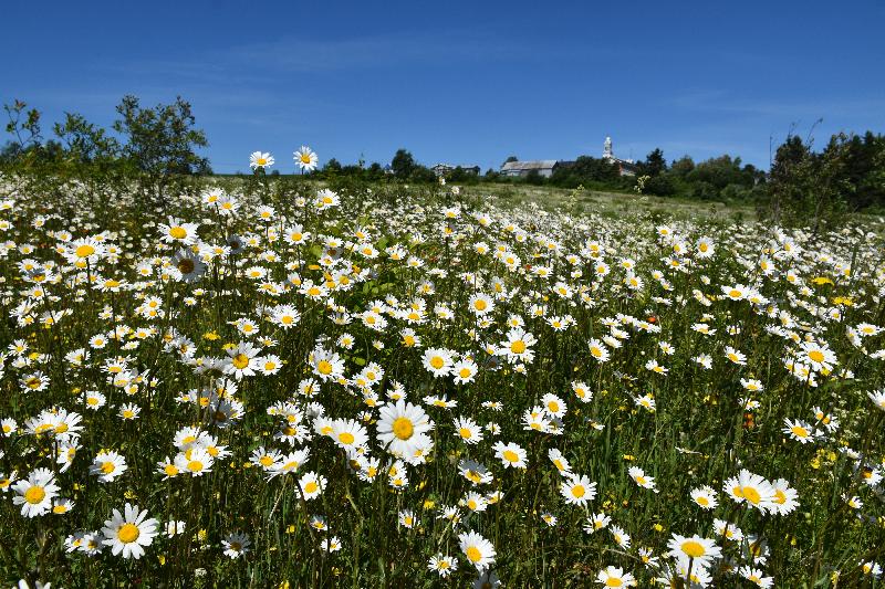 Un champ de marguerites en fleur