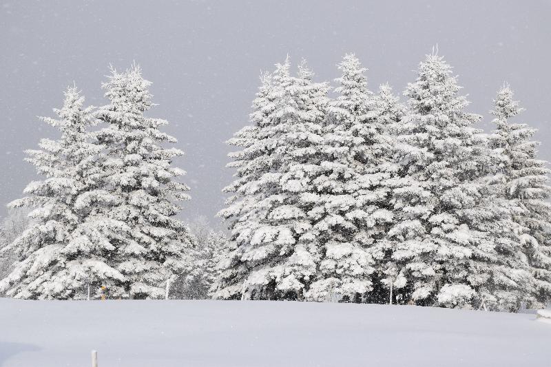 Des arbres enneigés après la tempête