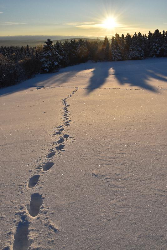 Des traces de pas dans la neige