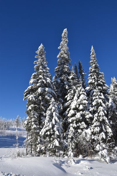 La forêt après la tempête