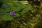 Une fleur de nénuphar dans un étang