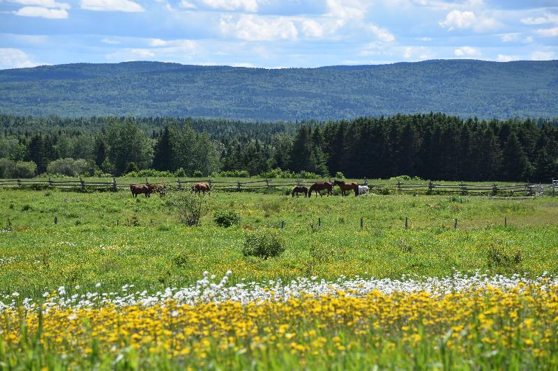 Des champs en fleur en été