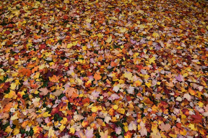 Des feuilles en automne au parc