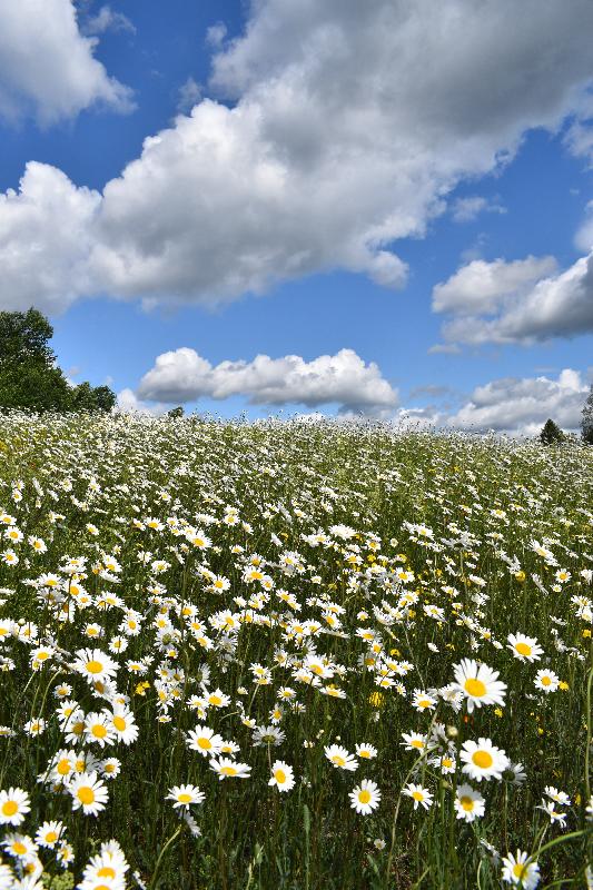 Un champ de marguerites en fleur