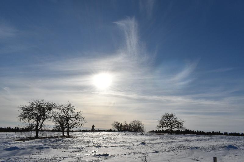 Des pommiers dans un champ en hiver