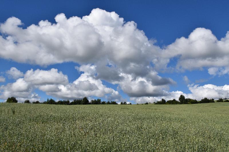 Un champ d'avoine sous un ciel bleu