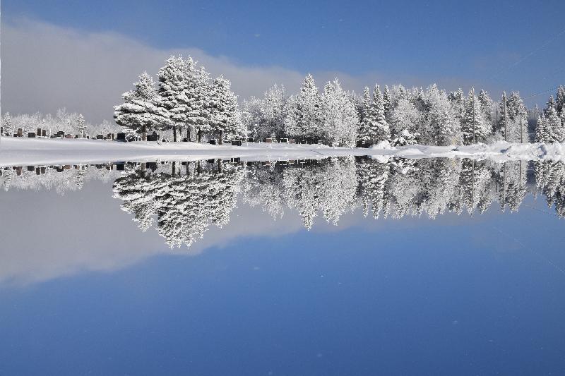 Première neige sur la forêt