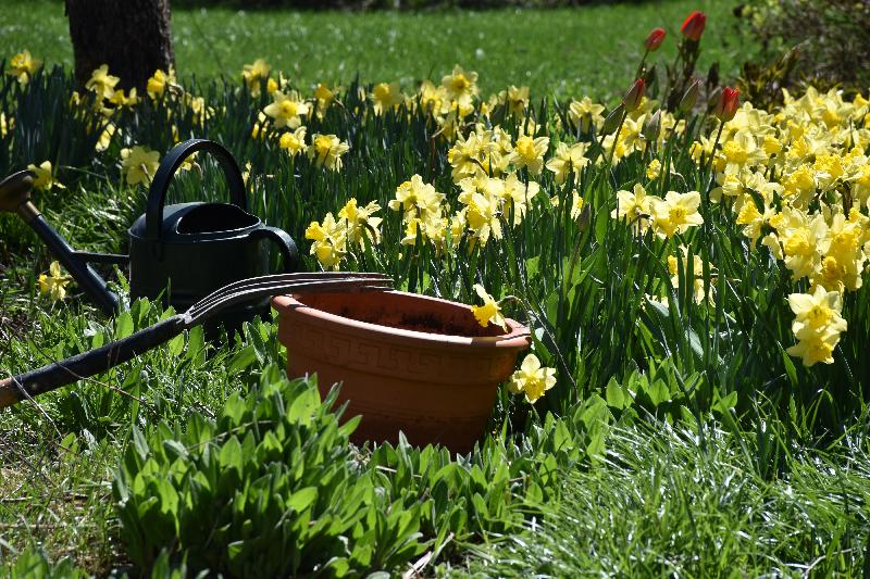 Les premières fleurs au jardin