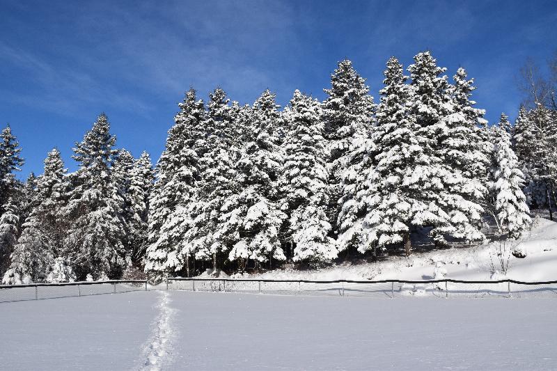 Une forêt enneigée après la tempête