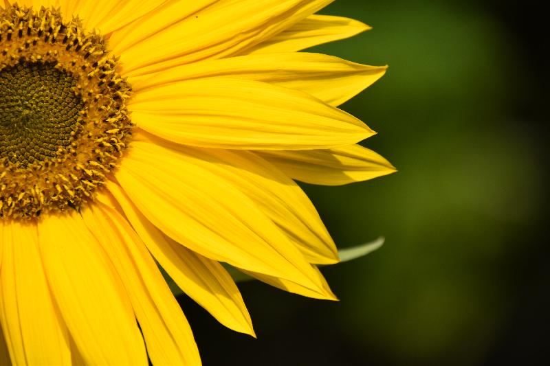 Une fleur de tournesol au jardin