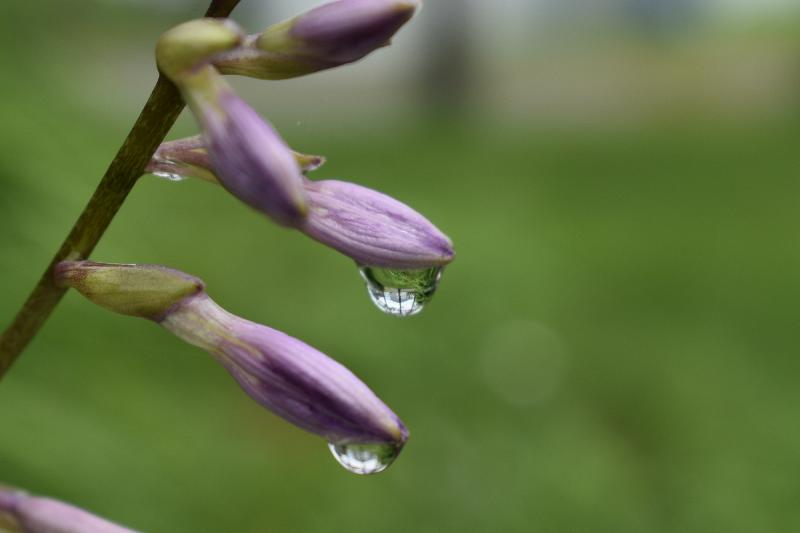 Des fleurs hosta après la pluie