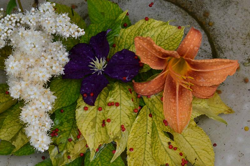 Récolte des fleurs au jardin