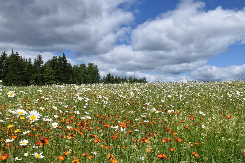 Un champ de fleurs sauvages