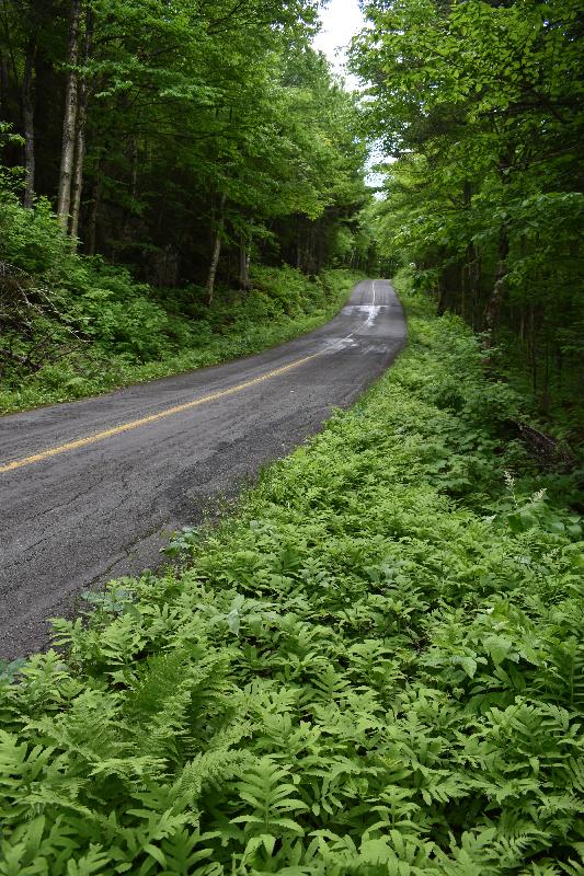 Une route de campagne en été