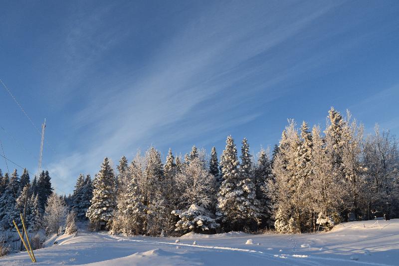 Une forêt en hiver