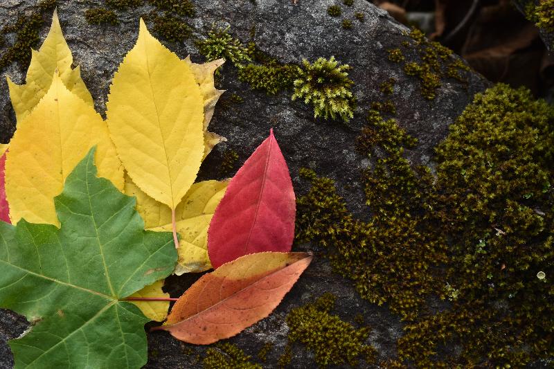 Des feuilles à l'automne