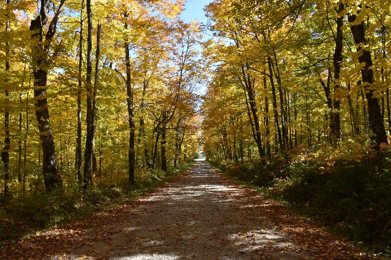 Une route de campagne en automne