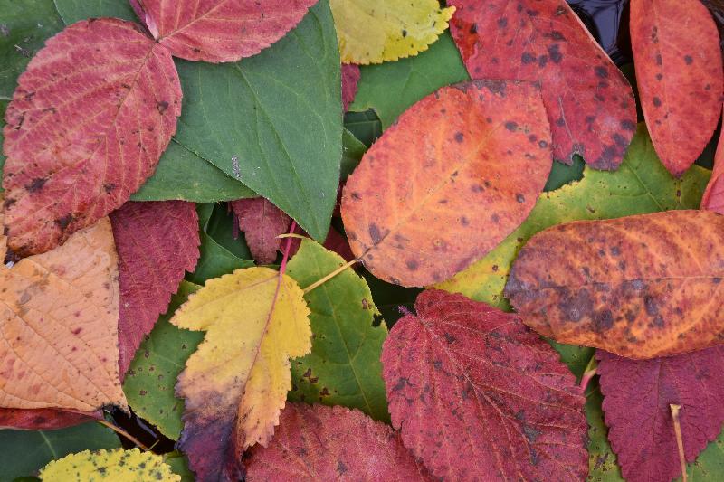 Feuillage d'automne en forêt