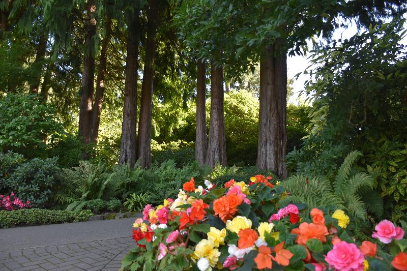 Des fleurs au jardin