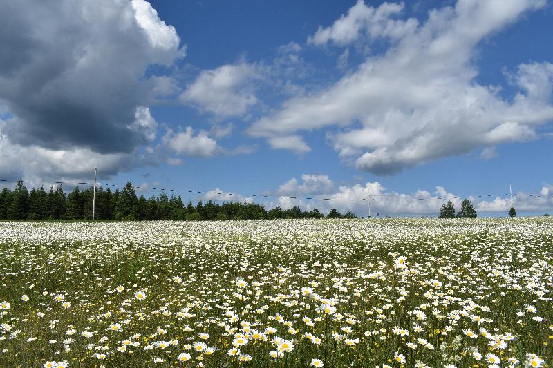 Un champ de marguerites en fleur