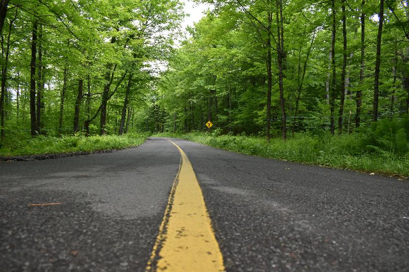 Une route traverse une érablière en été