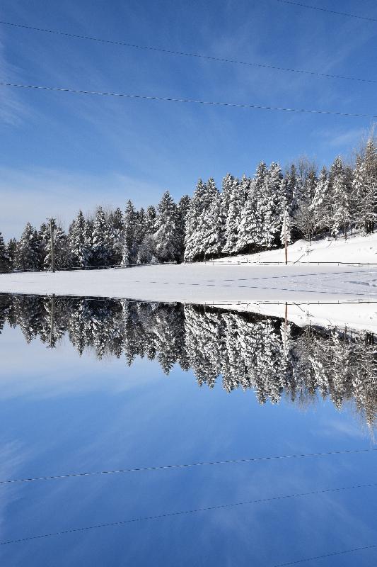 Une forêt de résineux enneigée