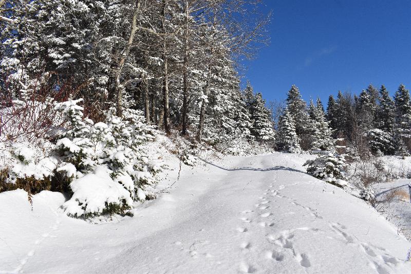 Un sentier enneigée en hiver