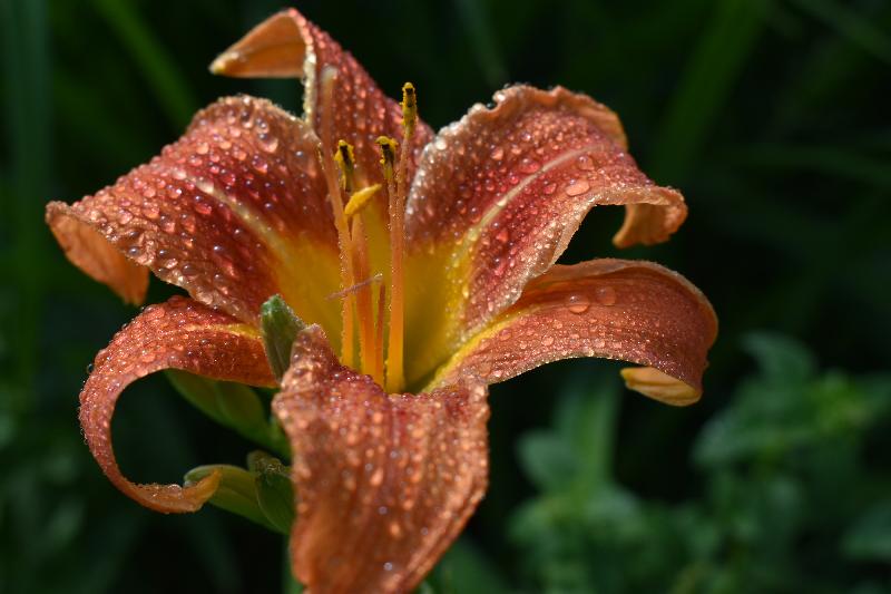 Une fleur d'hémérocaille au jardin