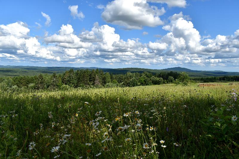 Un champ d'avoine en été