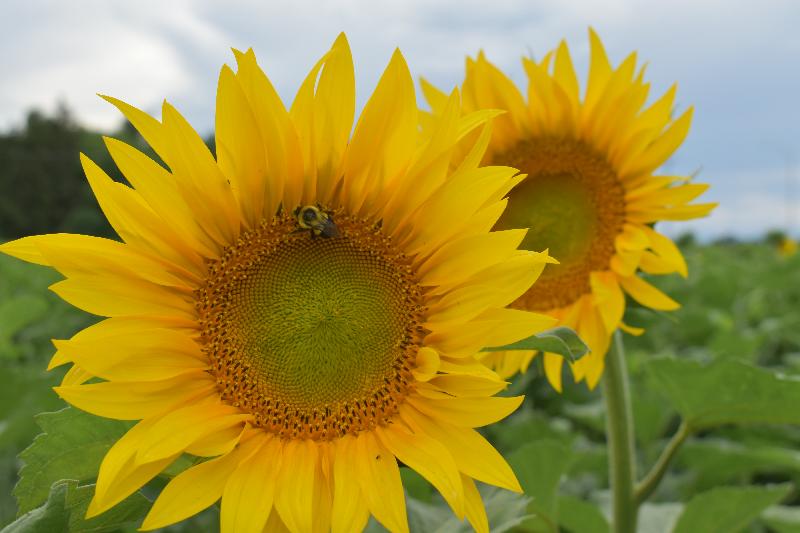 Des fleurs de tournesol au jardin