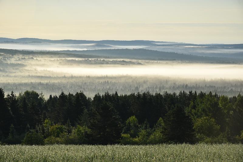 Un brouillard un matin d'été