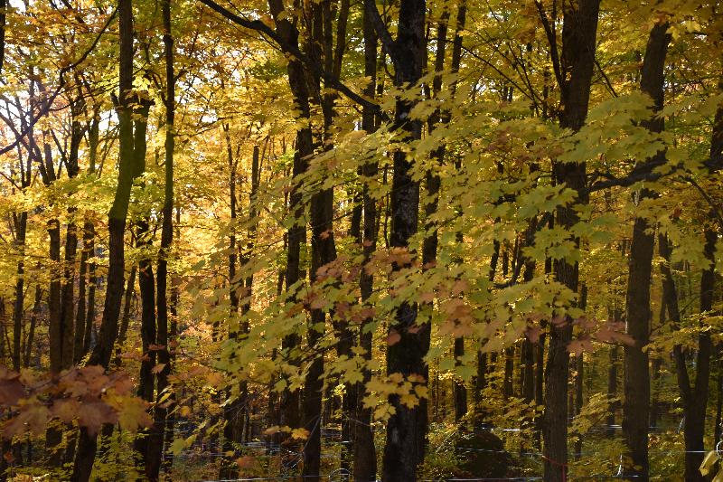 Une érablière en automne