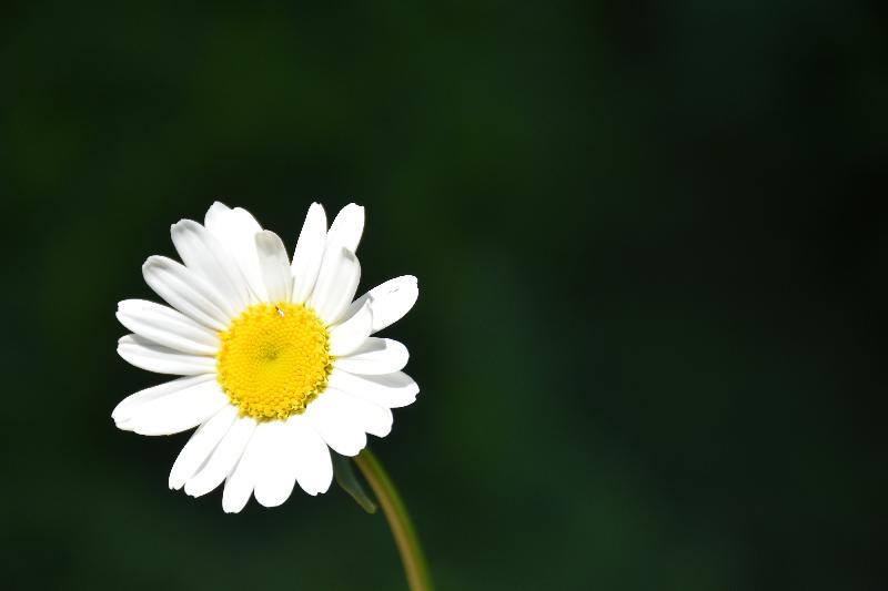 Une marguerite au jardin