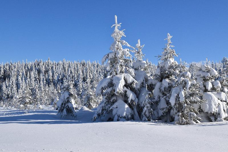 Une forêt enneigée après la tempête