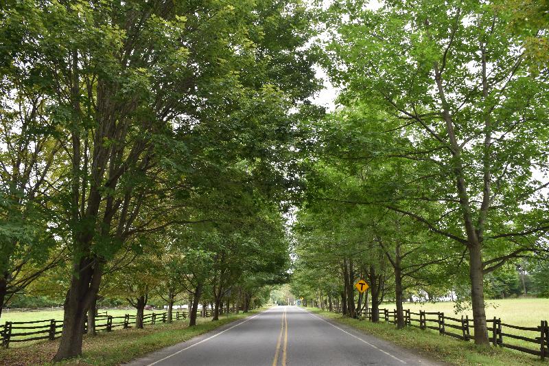 Une route de campagne en été