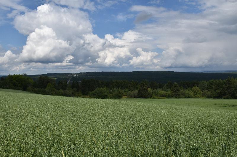 Un champ d'avoine en été