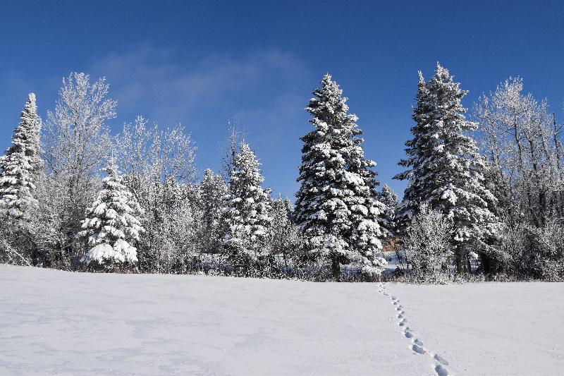 Une forêt enneigée sous un ciel bleu