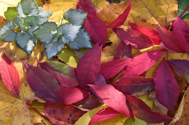 Feuillage d'automne en forêt