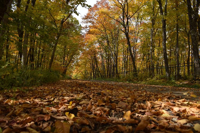 Une route déserte en automne