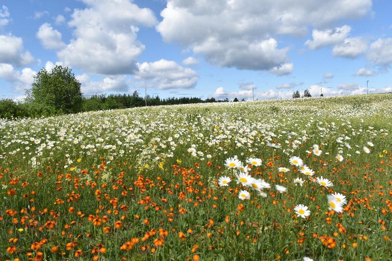 Un champ de fleurs sauvages en fleur