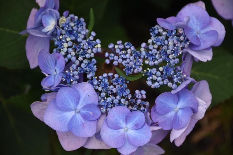 Une fleur au parc