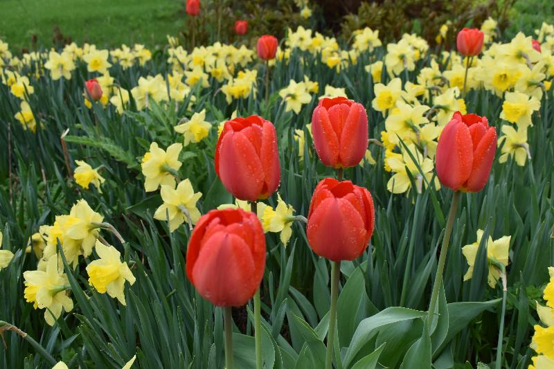 Les premières fleurs au jardin